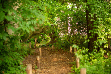 Fototapeta premium Serene Forest Path in Lush Greenery, Tranquil Nature Walk Through Wooded Area