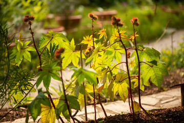 Healthy Castor Oil Plant Growing Under Sunlight in a Vibrant Garden Setting