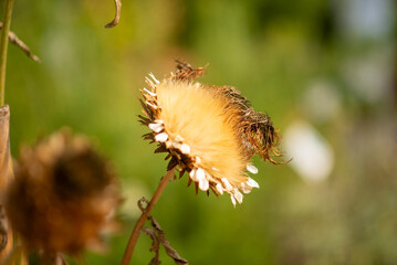 Close-up of a Withered Flower Head in a Sunlit Garden