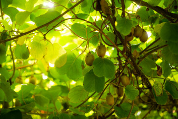 Luscious Kiwi Vines in Sunlit Garden - Fresh Organic Fruits Growing on Green Branches