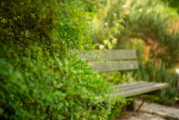 Fototapeta premium Tranquil Garden Bench Surrounded by Lush Greenery in Bright Sunlight