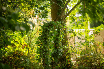 Lush Green Foliage in Sunlit Forest with Ivy-Covered Tree and Summer Vibes