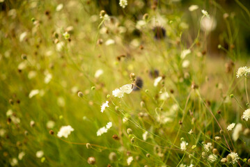 Delicate Butterfly Resting on Wildflowers in a Meadow on a Sunny Day