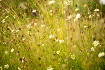 Beautiful Wildflower Meadow with Green Grass and White Blossoms