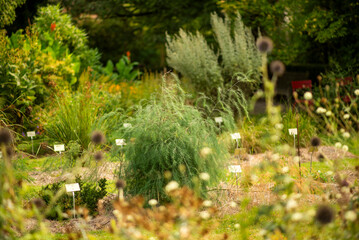 Lush Botanical Garden with Various Plants and Labels on a Sunny Day