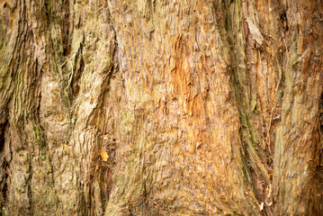 Close-Up of Tree Bark Texture Showing Natural Patterns and Details