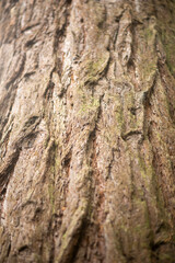Close-Up Textured Bark of an Old Tree in Natural Forest Setting