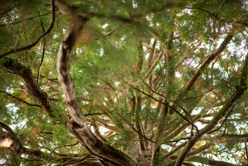 Majestic Old Tree with Sprawling Branches and Lush Green Foliage in a Serene Forest Softly Illuminated by Sunlight