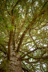 Green Pine Tree Canopy with Branches and Needles in a Forest Setting