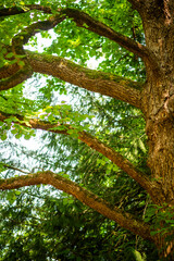Majestic Old Oak Tree in Forest During Daytime with Sunlight and Green Foliage