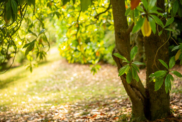 Tranquil Sunlit Forest Path with Lush Green Foliage and Trees in Springtime