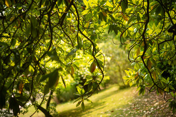 Fototapeta premium Sunny Green Foliage Through Tree Branches in Lush Garden