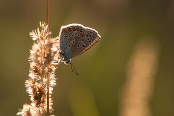 Modraszek ikar na łące o świcie.