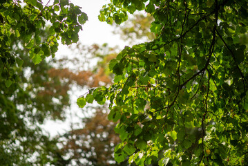 Sunlit Green Leaves and Dense Foliage in a Lush Forest Canopy