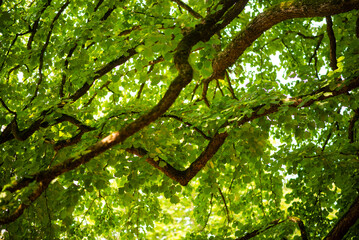 Fototapeta premium Sunlit Green Foliage and Branches: Forest Canopy Close-Up on a Bright Day