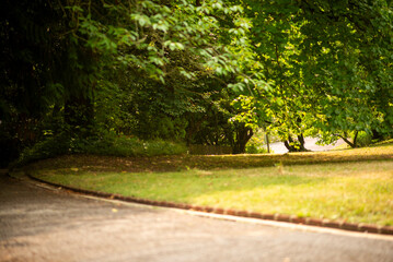 Peaceful Park Pathway Surrounded by Greenery on a Sunny Day