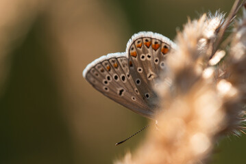 Modraszek ikar na łące o świcie. © Elżbieta Kaps
