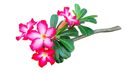 Bouquet of Desert Rose flowers, Adenium tree isolated on white background
