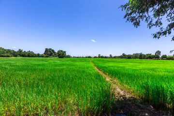 The close background of the green rice fields, the seedlings that are growing, are seen in rural areas as the main occupation of rice farmers who grow rice for sale or living.