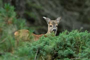 Young wild roe deer peeking out from a juniper bush, Alps, Italy. Cute animals concept. Capreolus capreolus.