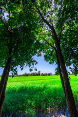 Fototapeta premium The close background of the green rice fields, the seedlings that are growing, are seen in rural areas as the main occupation of rice farmers who grow rice for sale or living.