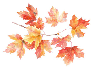 Fototapeta premium PNG Autumn maple leaves watercolor illustration