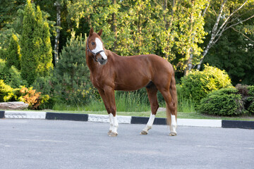 Full-length exterior photo of a chestnut horse