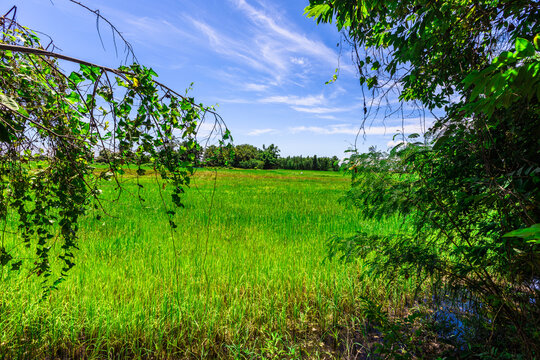 The close background of the green rice fields, the seedlings that are growing, are seen in rural areas as the main occupation of rice farmers who grow rice for sale or living.
