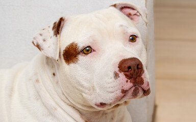 White American PitBull Terrier
