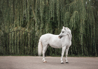 photo of the horse's exterior in summer in nature. Photo of a Welsh pony