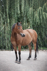 Breeding farm for breeding horses. Photo of the horse's exterior in summer in nature