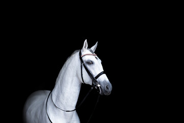 Portrait of a grey horse in profile on a black background. A horse on a dark background