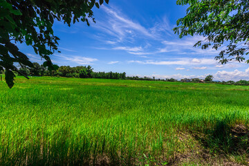 The close background of the green rice fields, the seedlings that are growing, are seen in rural areas as the main occupation of rice farmers who grow rice for sale or living.