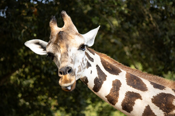 Silly giraffe staring down from above with his tongue out