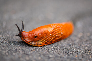 Red slug (Arion rufus) with intense orange-reddish coloring crawls on grey asphalt on a summer evening in Germany. Macro close-up with selective focus. Land or roundback slug in the family Arionidae