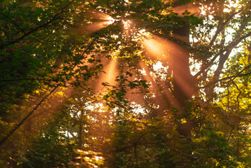 Oak branches with late summer leaves through which warm, silky light shines, warm sun rays flood a canopy of leaves