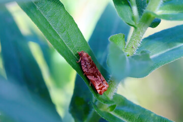 Archips oporana, also known as the pine tortrix or spruce tortrix is a moth of the family Tortricidae, a pest in forests and gardens.