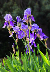 Blossoming purple irises in summer garden. © edelweiss7227