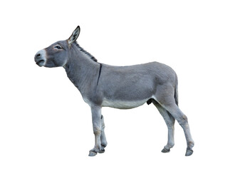 donkey house isolated on white background