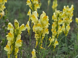 yellow flowers in the garden