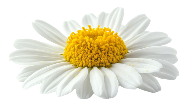 A single white daisy with a bright yellow center, isolated on a black background.  The flower is in full bloom with delicate petals.