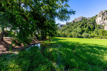 Fototapeta premium The background of green rice fields with large mountains and various kinds of trees provide shade and fresh air.