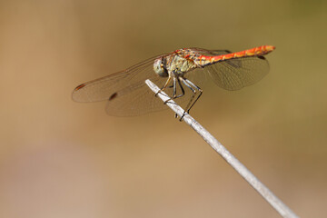 Libélula Sympetrum sinaiticum Dumont posada semilateral desde atras sobre junco seco, Bocairent, España