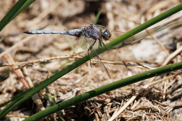 Libelula Orthetrum brunneum, Centinela azul posada sobre junco, Bocairent, España