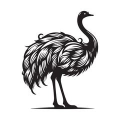 Ostrich silhouette vector illustration, Ostrich emu bird vector illustration on a white background