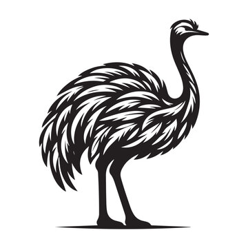 recommend clip art: Ostrich silhouette vector illustration, Ostrich emu bird vector illustration on a white background