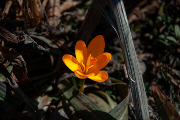 flower, spring, nature, crocus, yellow,