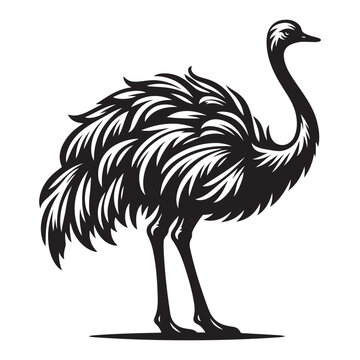 recommend clip art: Ostrich silhouette vector illustration, Ostrich emu bird vector illustration on a white background