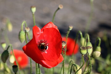 Obraz premium Poppies on a sunny day in my garden. Some in backlight, and bumblebees.