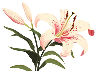 Naklejka premium PNG Pink lilly blossom flower plant.